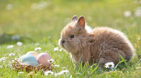 Ein Kaninchen sitzt vor einem Osternest mit bunten Eiern